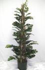 Split Leaf Philo on pole